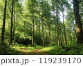 新緑の森を行く 119239170