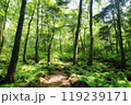 新緑の森を行く 119239171