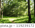 新緑の森を行く 119239172