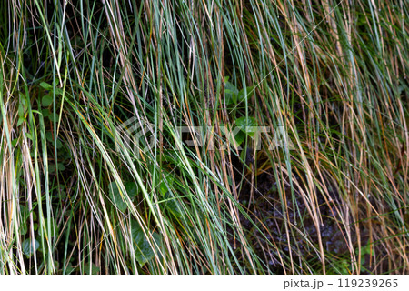 Wild greenery and a water, Madeira, Portugal 119239265