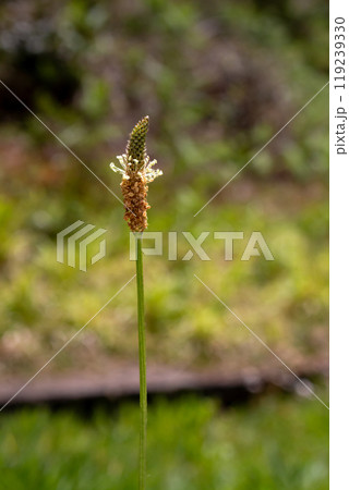 Plantago lanceolata blossom, Rabacal, Madeira, Portugal Plantago lanceolata blossom, Rabacal, Madeira, Portugal 119239330