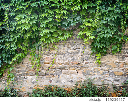Stems of the maiden grapes 119239427