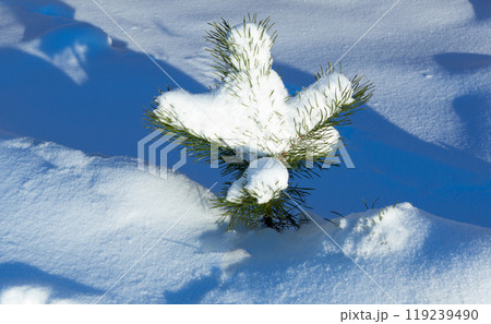 Winter background with snowy pine tree. 119239490