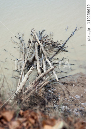 Washed driftwood and fallen trees lie in the water on the seashore or ocean 119239639