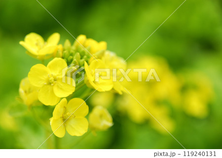 いつか見た菜の花畑 いつか見た菜の花畑 119240131