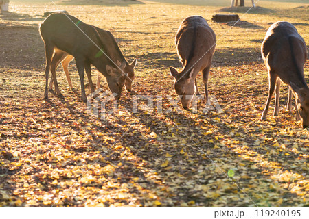 晩秋の奈良市の奈良公園周辺の紅葉の中鹿を撮影 119240195