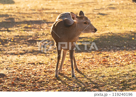 晩秋の奈良市の奈良公園周辺の紅葉の中鹿を撮影 119240196