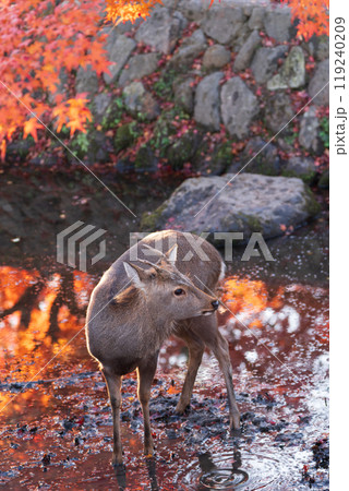 晩秋の奈良市の奈良公園周辺の紅葉の中鹿を撮影 晩秋の奈良市の奈良公園周辺の紅葉の中鹿を撮影 119240209