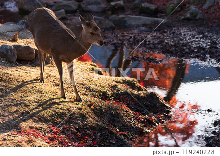 晩秋の奈良市の奈良公園周辺の紅葉の中鹿を撮影 晩秋の奈良市の奈良公園周辺の紅葉の中鹿を撮影 119240228