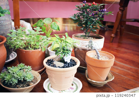 Jinju-si, Gyeongsangnam-do, Republic of Korea - 2024-01-10: Beautiful 24K gold jewelry with designs similar to luxury items on display at a Korean jewelry store 119240347