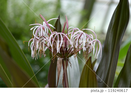 クイーン・エマ・リリー 119240617