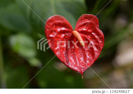 アンスリウム 119240627