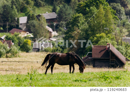 Vorokhta village scene with grazing horse on green meadow against a backdrop of traditional houses 119240683