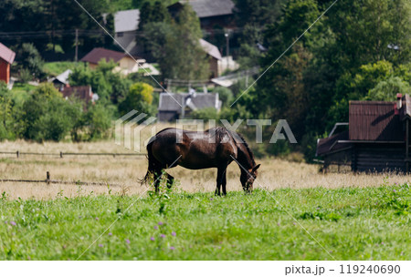 Vorokhta village scene with grazing horse on green meadow against a backdrop of traditional houses 119240690