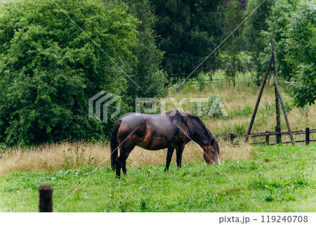 Vorokhta village scene with grazing horse on green meadow against a backdrop of traditional nature 119240708