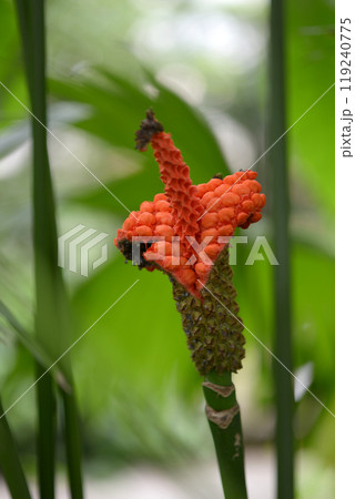 パナマソウの実 パナマソウの実 119240775