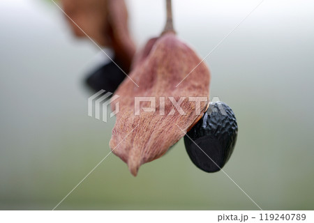 ピンポンノキ ピンポンノキ 119240789