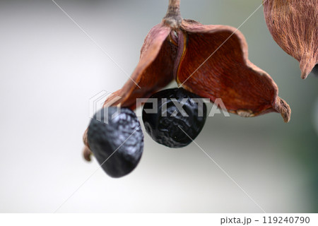 ピンポンノキ 119240790