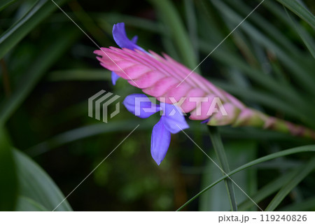 ハナアナナス 119240826