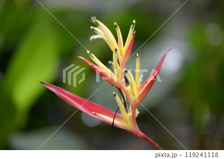 ヘリコニア ヘリコニア 119241118