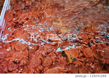 毛がにの生け簀 毛がにの生け簀 119241269