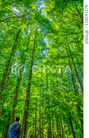 春の生田緑地　新緑イメージ 119241276