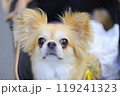 ペキチワ 119241323