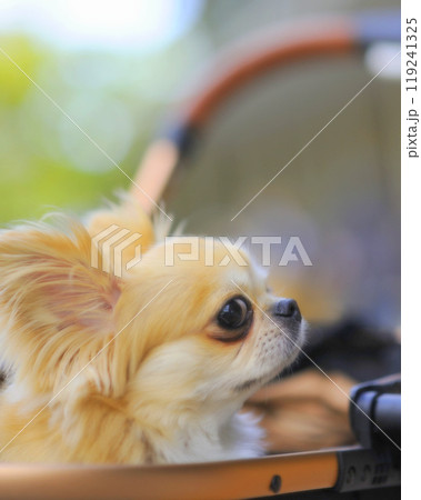 ペキチワ 119241325