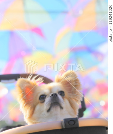 ペキチワ ペキチワ 119241326