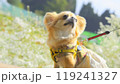 ペキチワ 119241327