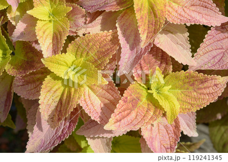 コリウス 葉模様 コリウス 葉模様 119241345