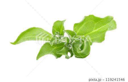 crystalline ice plant on white background crystalline ice plant on white background 119241546