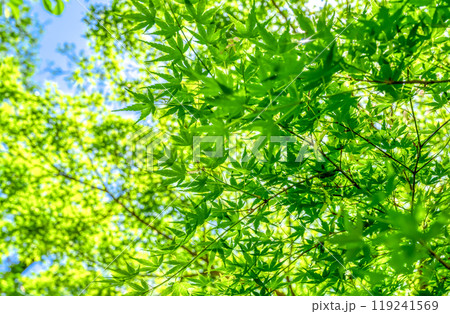 神奈川県川崎市の風景　生田緑地 119241569
