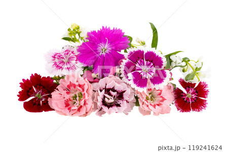 Edible Flower on white blackground 119241624