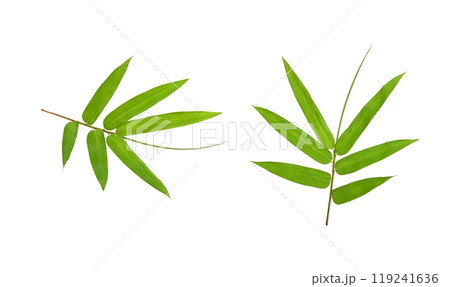 leaf bamboo isolated on white background leaf bamboo isolated on white background 119241636