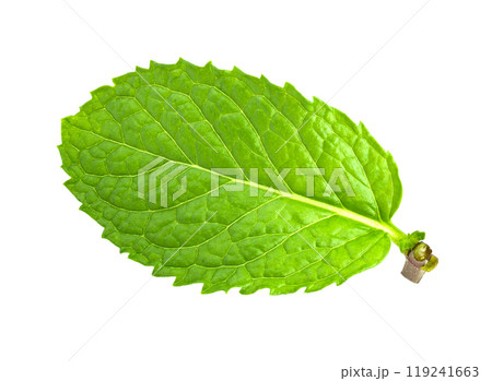 mint leafs isolated on white background 119241663
