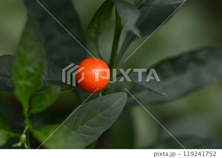 フユサンゴ フユサンゴ 119241752