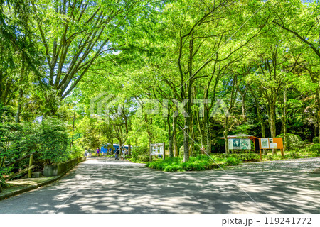 春の生田緑地 新緑イメージ 春の生田緑地 新緑イメージ 119241772