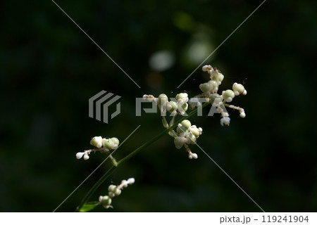 ヤブミョウガ 119241904