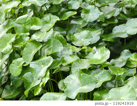 Centella asiatica Fresh green leaves herb Centella asiatica Fresh green leaves herb 119241919