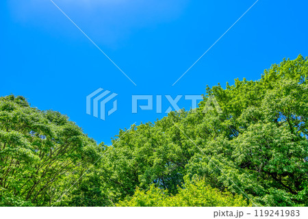 神奈川県川崎市の風景 生田緑地 神奈川県川崎市の風景 生田緑地 119241983