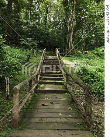 Wooden bridge in a green natural forest 119242054