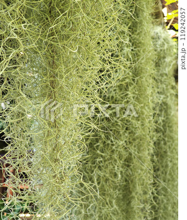 green Spanish moss Air Purifying Plants 119242057