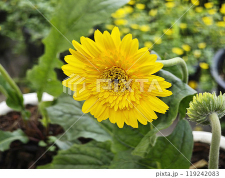 Yellow barberton daisy a flower 119242083