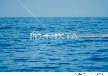 クジラの潮吹き31 119242516