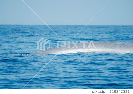 クジラの潮吹き34 119242521