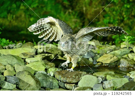 好物の魚を捕まえて飛び出してきたシマフクロウ 好物の魚を捕まえて飛び出してきたシマフクロウ 119242565
