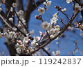 青空をバックにした梅の花 119242837