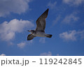 青空の中を飛ぶカモメ 119242845
