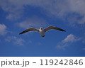 青空の中を飛ぶカモメの正面顔 119242846